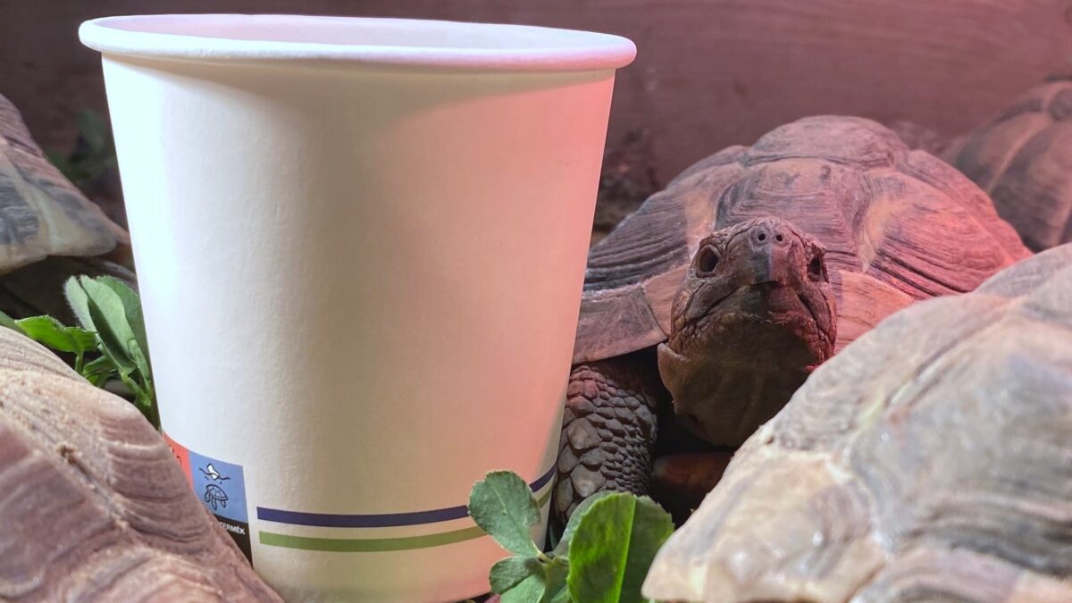 begreen környezetbarát papírpoharak