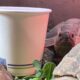 begreen környezetbarát papírpoharak