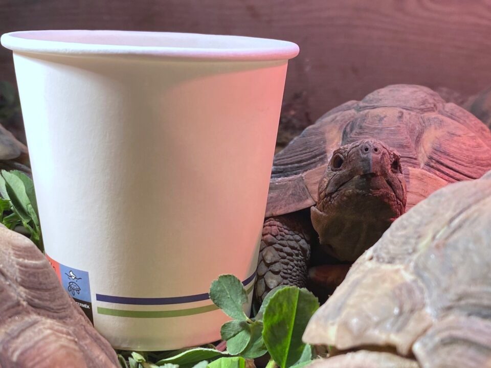 begreen környezetbarát papírpoharak