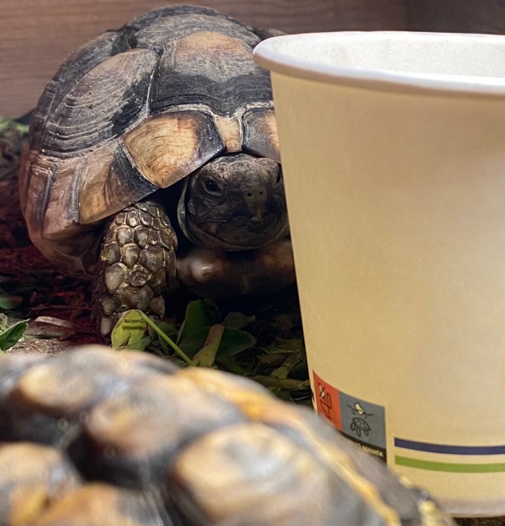 begreen környezetbarát papírpoharak